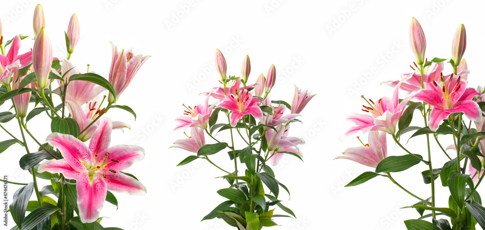 Different angles of a bouquet of blooming pink lilies and a close-up on a white background. Soft lighting. The lily variety is Pink Brilliant.