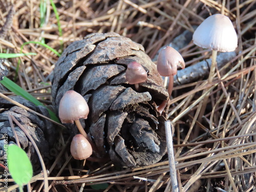 mushrooms in the forest
