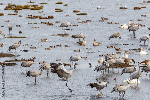 Flock of Cranes and other birds in lake in spring