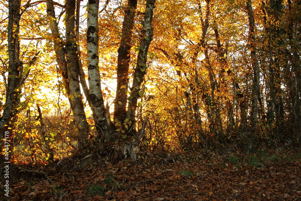 Obraz premium Backlit trees close to sunset.