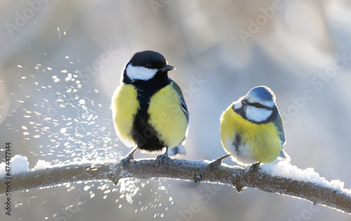 Little songbirds sitting on branch with snow. The blue tit ( Parus caeruleus ) and great tit (Parus major)