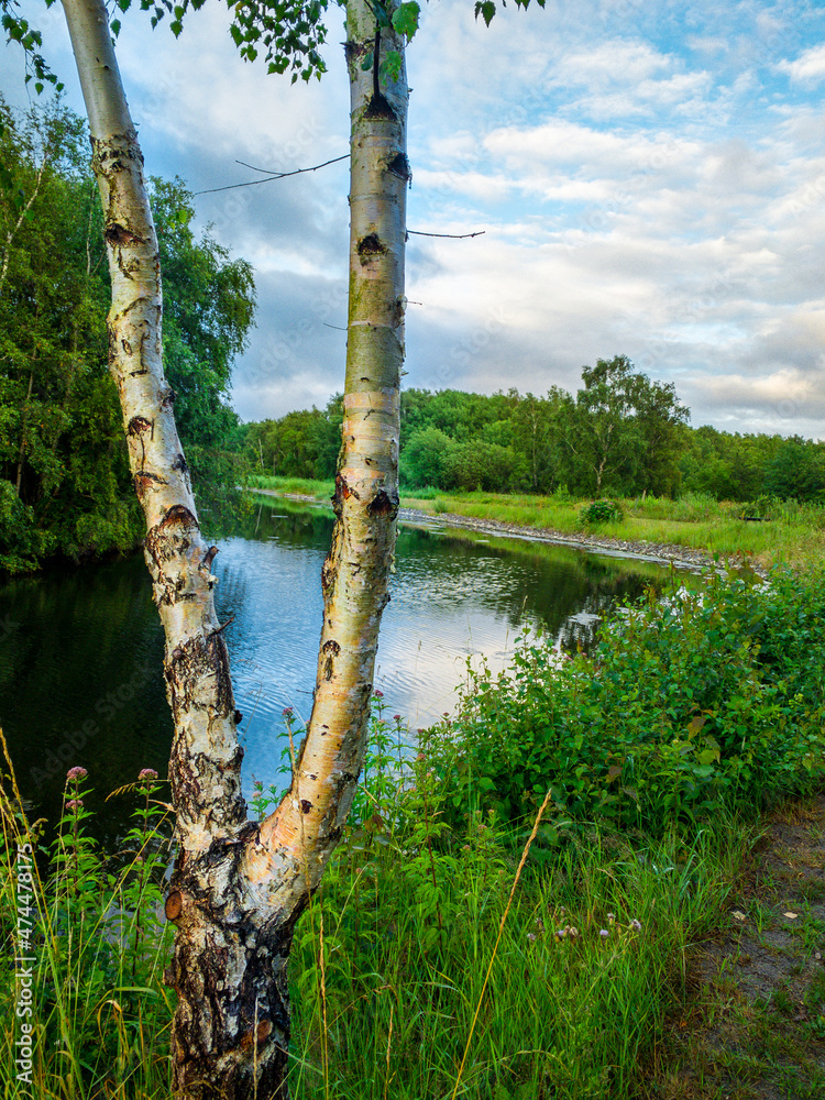 Fototapeta premium lake in the forest