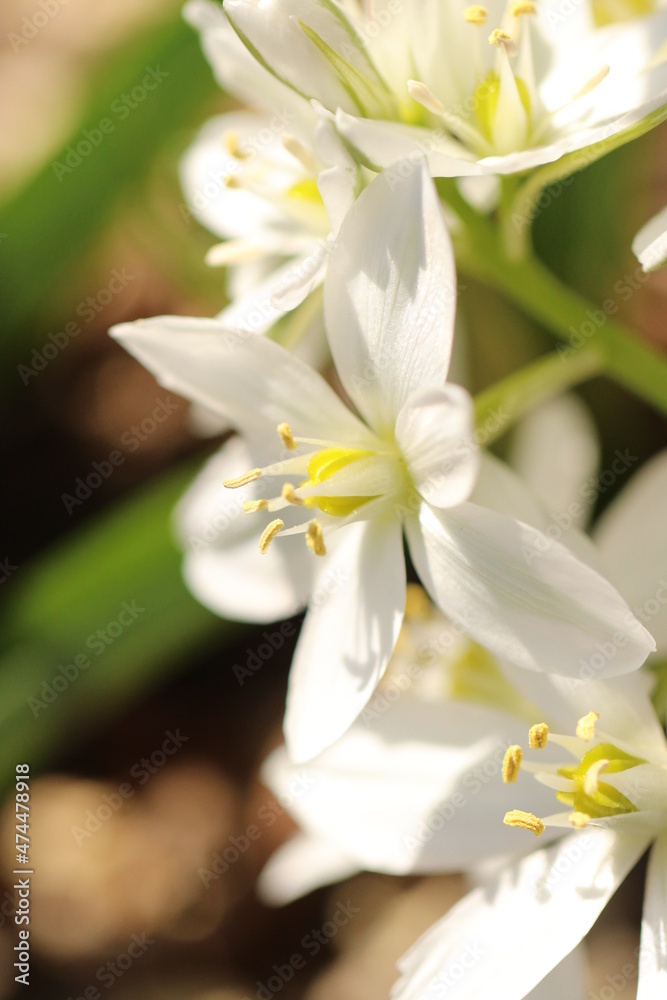 Naklejka premium White noble flower 