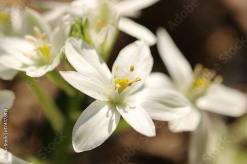 White noble flower  Ornithogalum  closeup photo