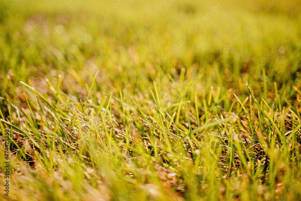 Close up of the green grass lawn with sun beam, soft focus, copy space.