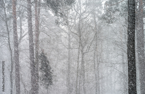 Severe blizzard in the forest. Heavy snowstorm in a mixed forest. Selective focus.