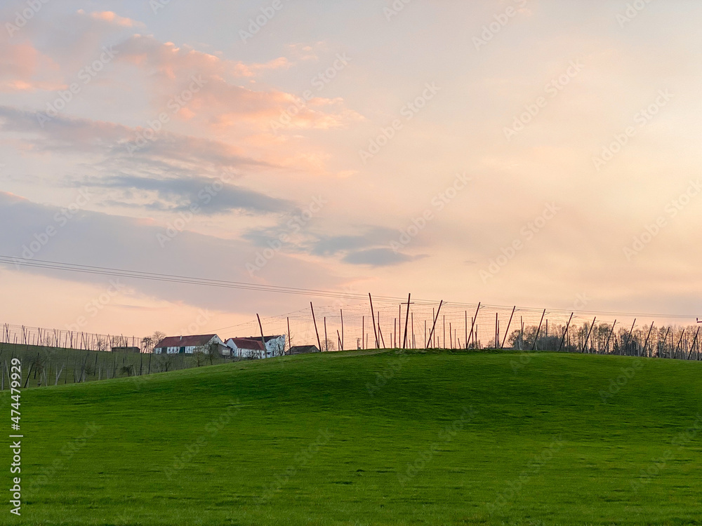 Obraz premium Pfaffenhofen Hops field after harvesting phase with sunset background