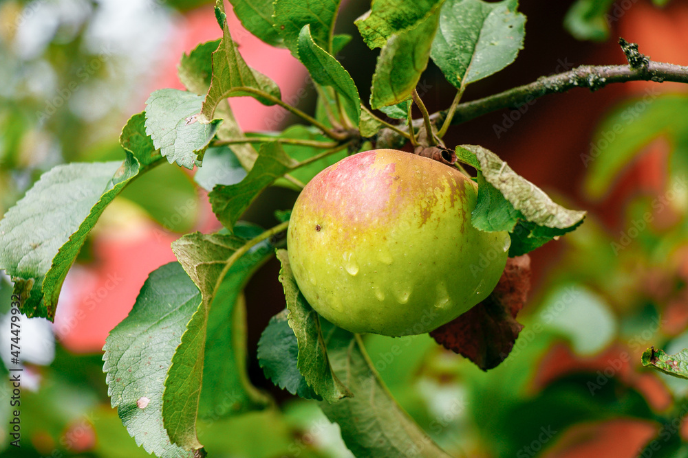 juicy, ripe apples, illuminated by the rays of the sun on the branch of an apple tree.autumn fruit harvest juicy, ripe apples, illuminated by the rays of the sun on the branch of an apple tree.autumn fruit harvest