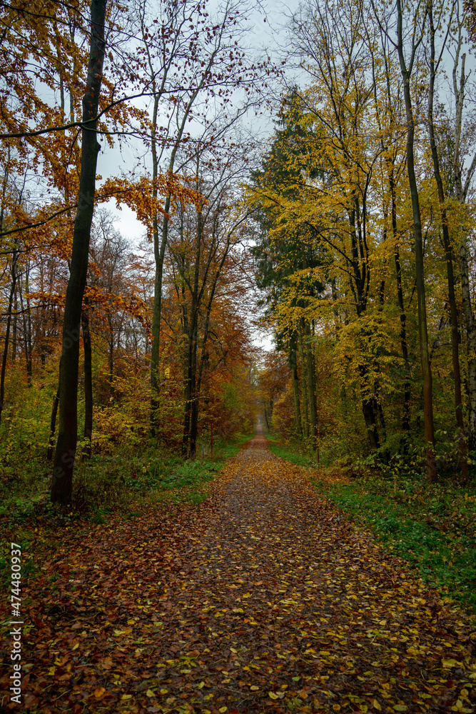 Obraz premium Wald im Herbst