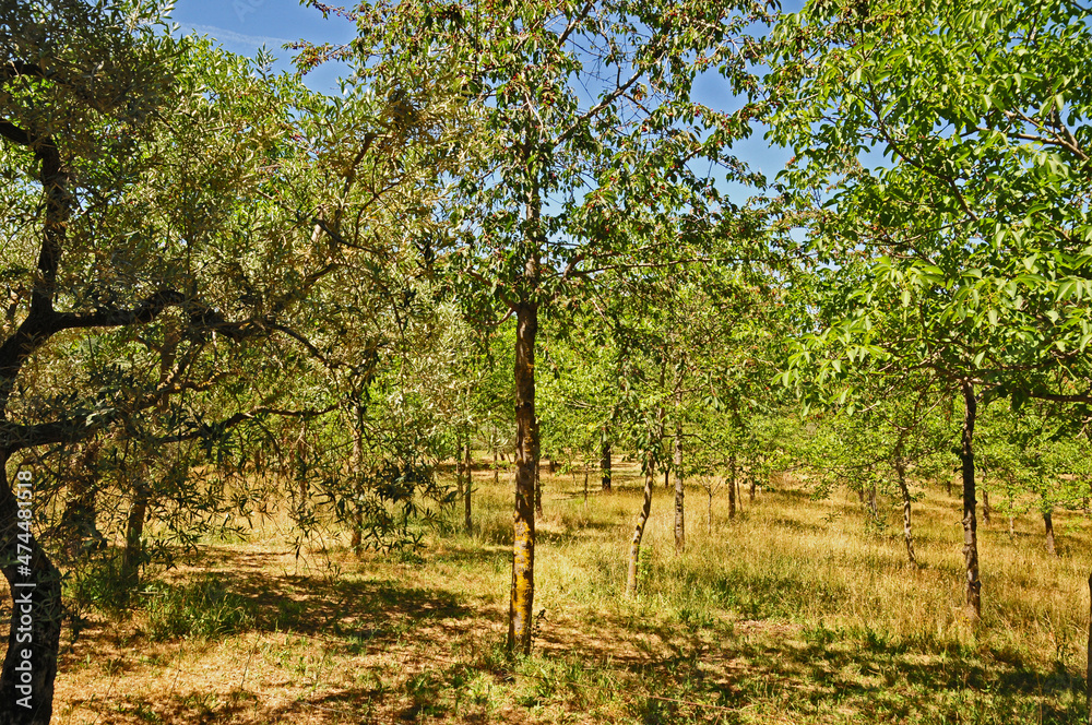 Noceti sul Cammino di Francesco sulle colline di Trevi - Umbria