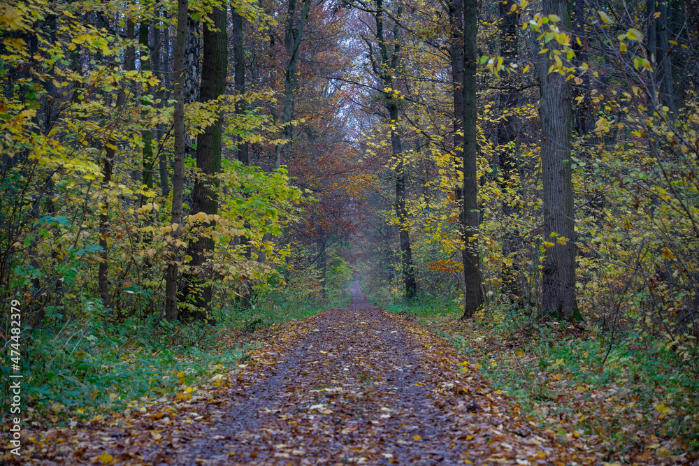 Obraz premium Wald im Herbst