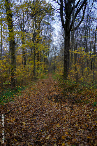 Wald im Herbst