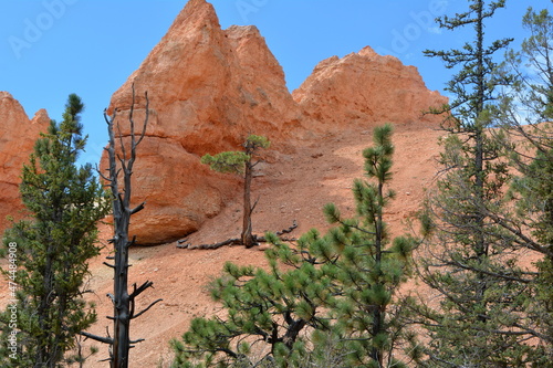 Green tall straight pines and colorful hoodoos on the Navajo Trail in Bryce Canyon