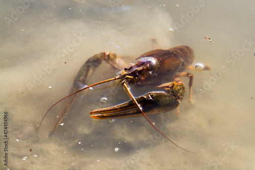 Danube or Galician crayfish is swimming in the water photo