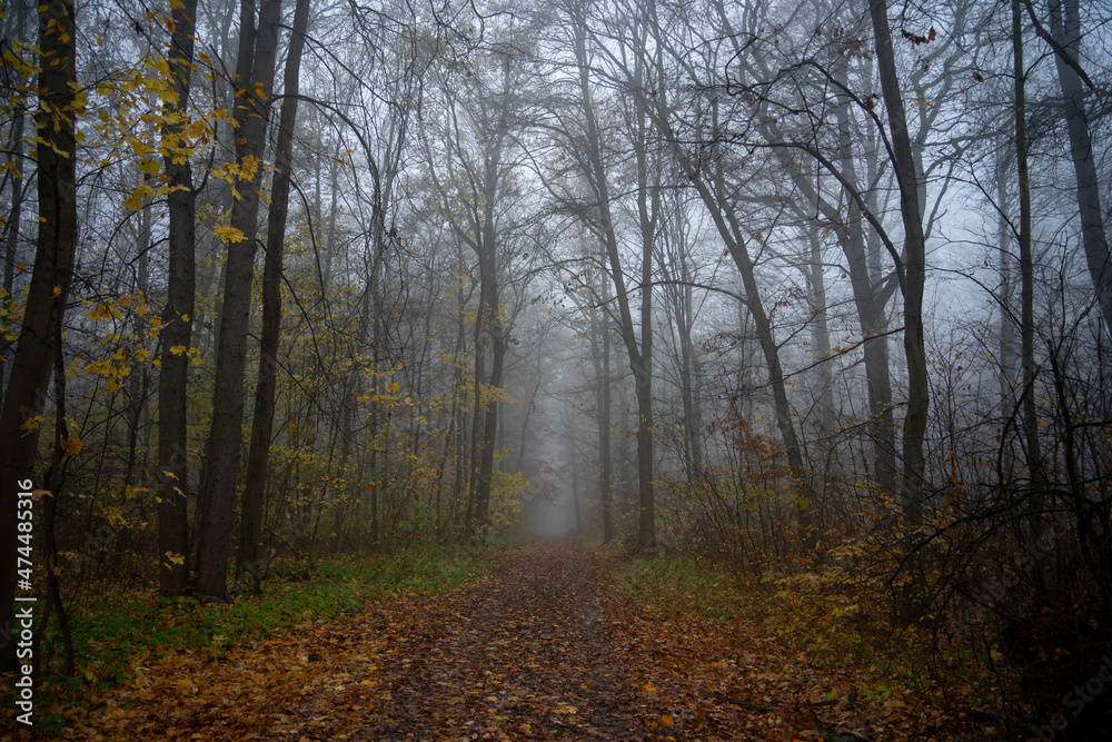 Wald im Herbst Wald im Herbst