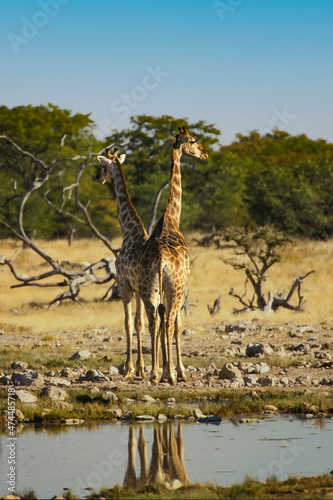 Girafe r  ticul  e giraffa reticulata paysage