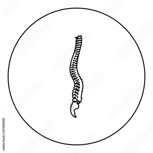 Spinal vertebral column spine backbone icon in circle round black color vector illustration image outline contour line thin style