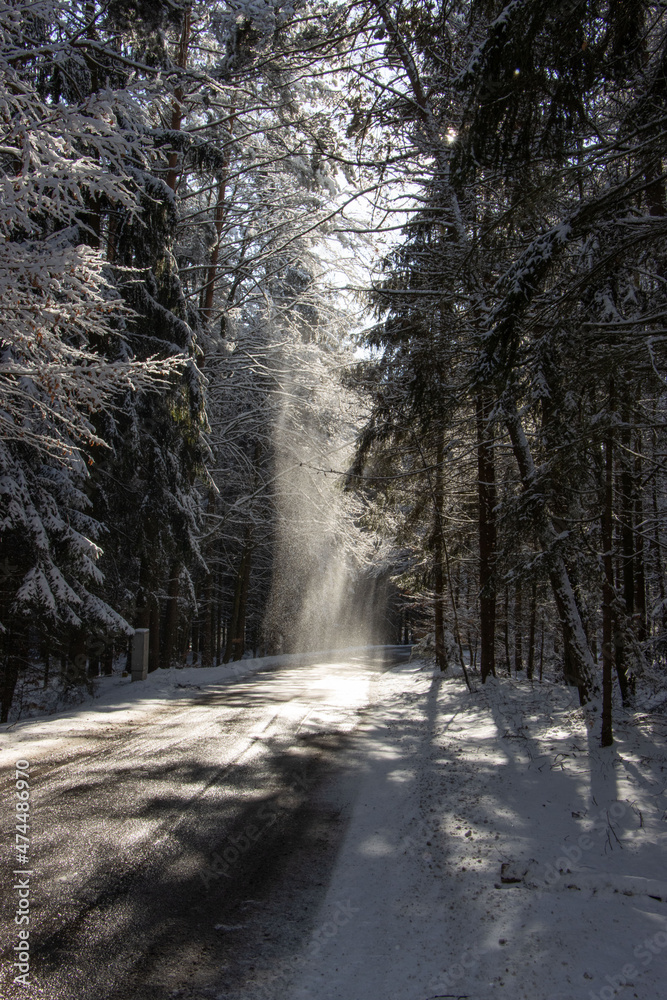 Fototapeta premium wald, winter, schnee, 