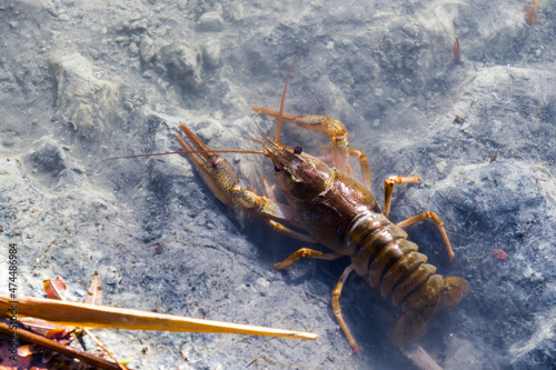 Danube or Galician crayfish on the beach of a lake photo