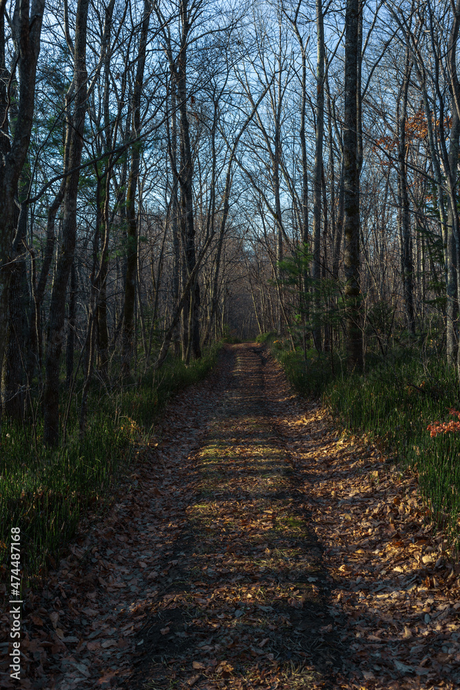 Fototapeta premium Forest road going into the distance. Fallen leaves. Autumn.