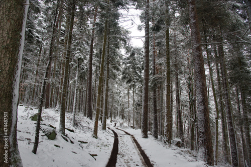 Winterwald in den Vogesen