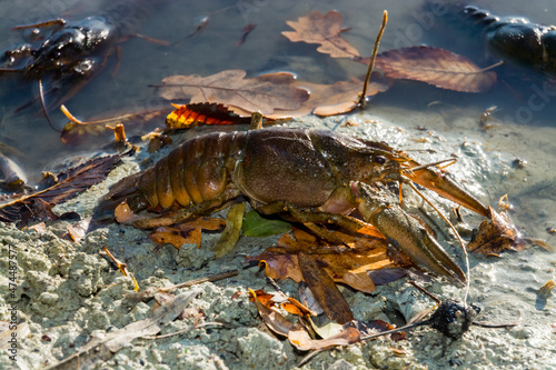 Danube or Galician crayfish on the beach of a lake © belizar