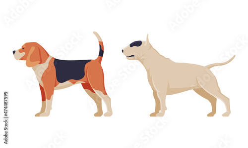 Fototapeta Naklejka Na Ścianę i Meble -  Purebred Dog as Domestic Pet Animal in Standing Pose Side View Vector Set