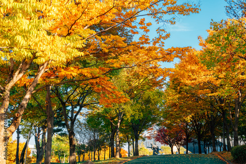 Obraz na płótnie Autumn colorful forest at 5.18 Memorial Park in Gwangju, Korea w salonie