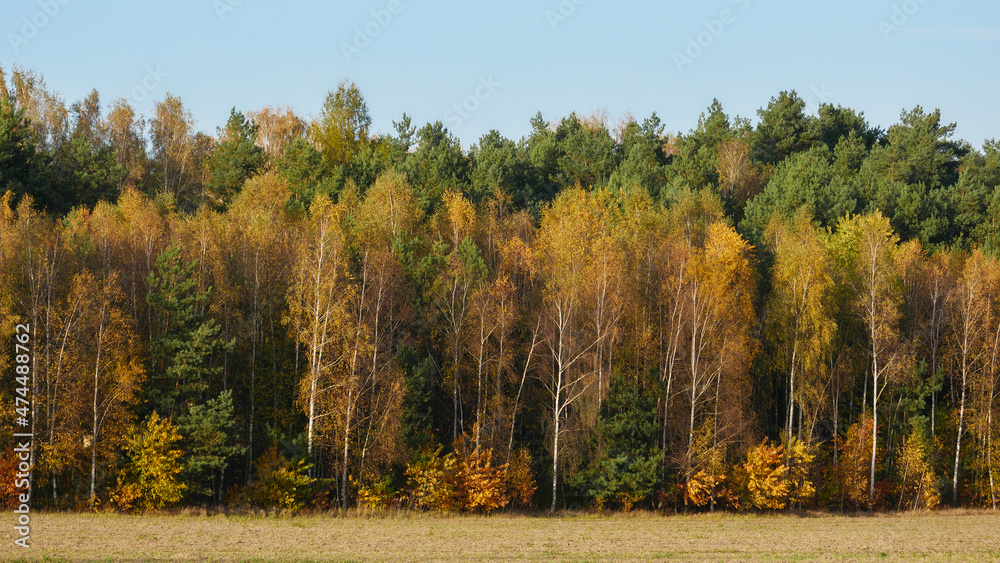 Fototapeta premium Fall