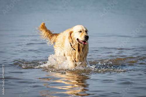 a golden retriever walking in the water