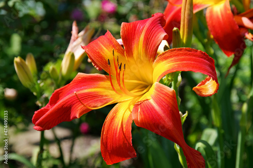 Taglilie Red Suspenders - daylily of the species Red Suspenders in summer