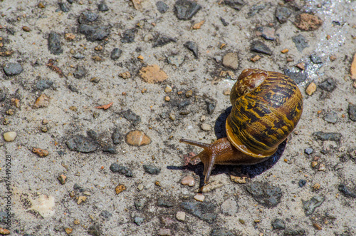 Snail walking on the rock pavement surface.