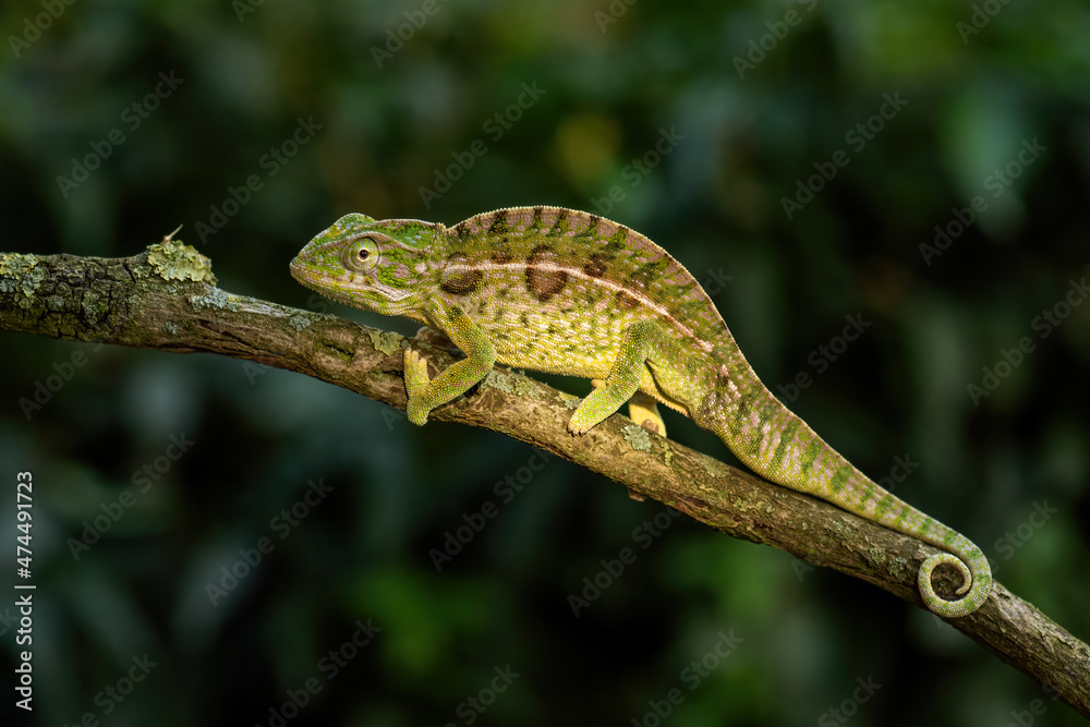 Carpet Chameleon - Furcifer lateralis, beautiful colored lizard from African bushes and forests, endemic to Madagascar. Carpet Chameleon - Furcifer lateralis, beautiful colored lizard from African bushes and forests, endemic to Madagascar.
