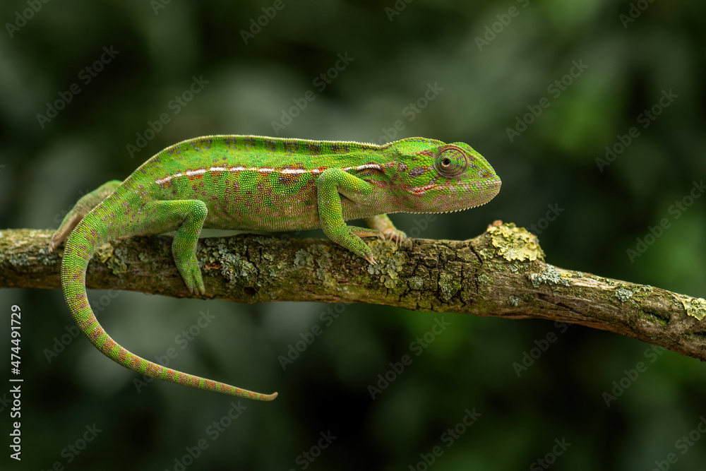 Fototapeta premium Carpet Chameleon - Furcifer lateralis, beautiful colored lizard from African bushes and forests, endemic to Madagascar.