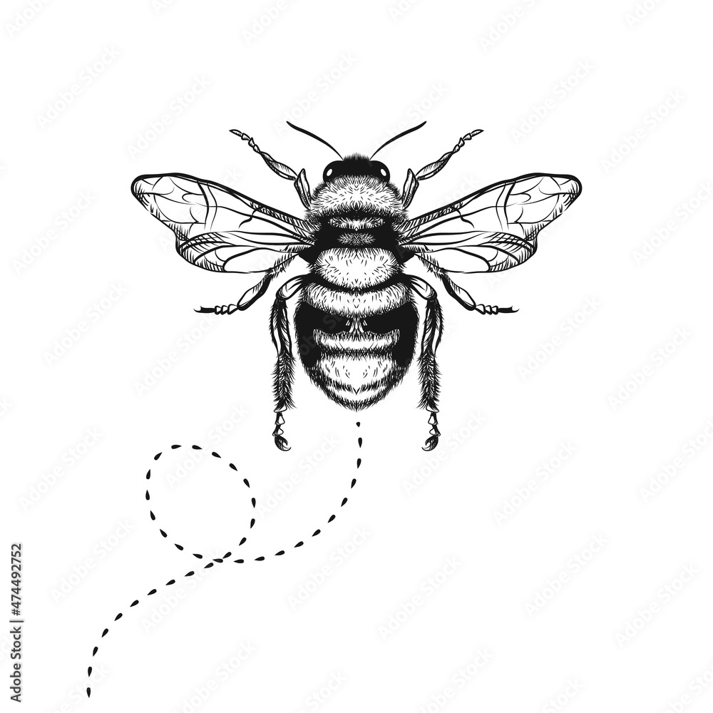 Bee Beebies | Bee drawing, Honey bee drawing, Bee sketch-saigonsouth.com.vn