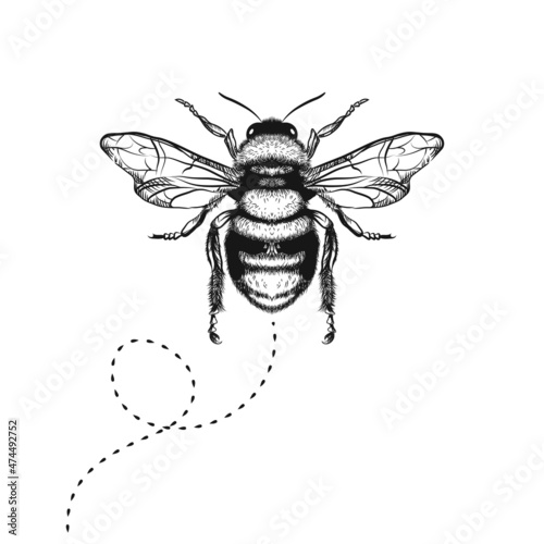 Slika na platnu Vector. honey bee drawing black on white background