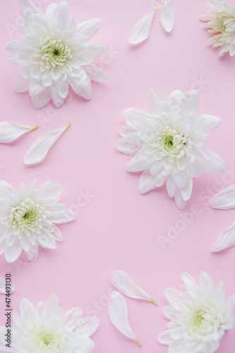 White chrysanthemums  on a pink background
