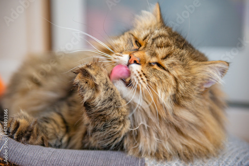 a colored cat lies on a chair and licks a paw. High quality photo