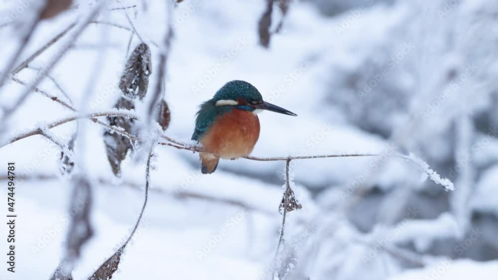 Beautiful Common Kingfisher, Alcedo atthis perched on a small branch on a cold winter day in Estonia, Northern Europe Beautiful Common Kingfisher, Alcedo atthis perched on a small branch on a cold winter day in Estonia, Northern Europe