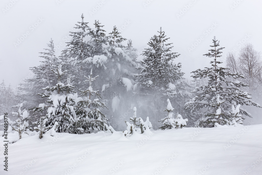 Fototapeta premium Winter landscape with snow-covered fir trees in snow fog from snow caps fallen from trees