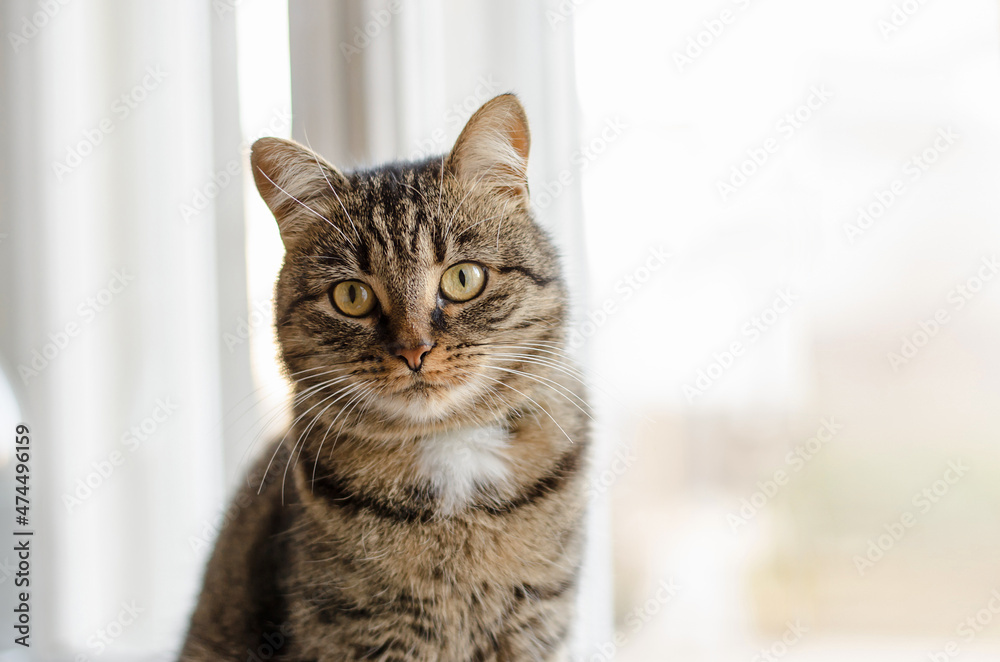 A well-groomed tabby cat sits on the windowsill and looks at the camera. Portrait of a beautiful domestic cat
