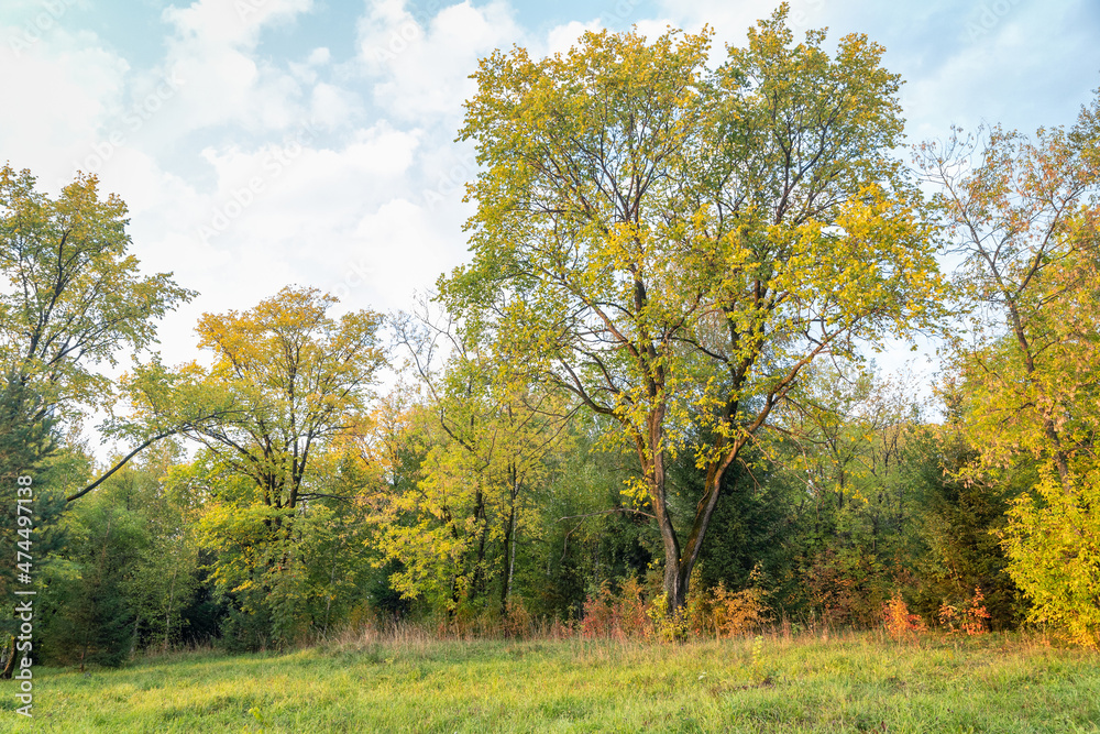 Trees with yellowing foliage in early autumn