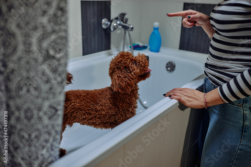 A dog taking a shower. Red poodle in bathroom.