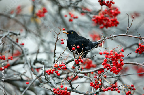 Blackbirds feeding on the rowan berries photo