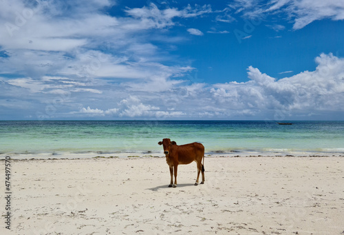 Cow walking along the beach near sea water of Zanzibar island, Indian Ocean,  Kiwengwa, Tanzania, Africa. 