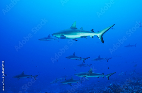 graue Riffhaie in der Südsee  © dieter76
