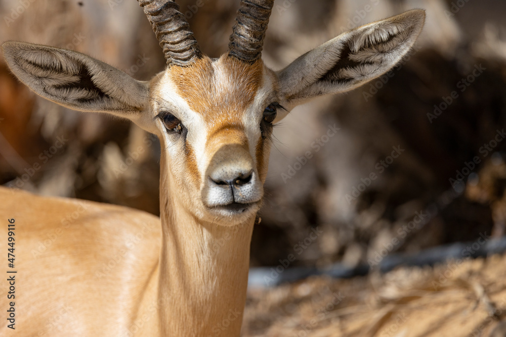 Fototapeta premium Arabian gazelle in natural habitat within a protected conservation area in Dubai, United Arab Emirates