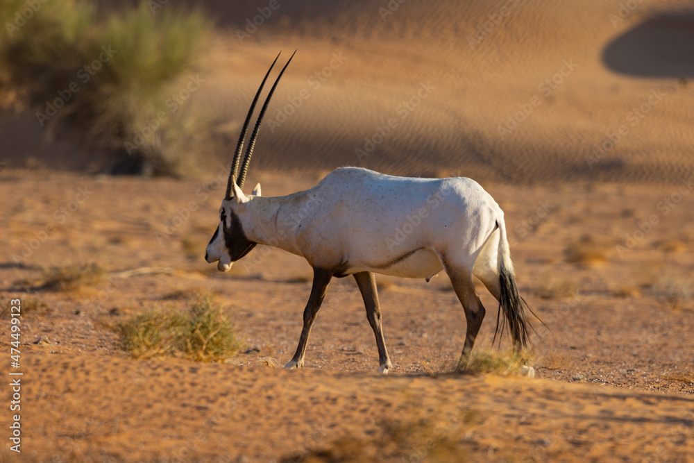 Arabian Oryx in the red sands desert conservation area of Dubai, United Arab Emirates Arabian Oryx in the red sands desert conservation area of Dubai, United Arab Emirates