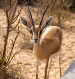 Arabian gazelle in natural habitat within a protected conservation area in Dubai, United Arab Emirates 