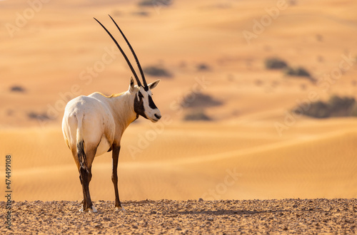 Arabian Oryx in the red sands desert conservation area of Dubai, United Arab Emirates